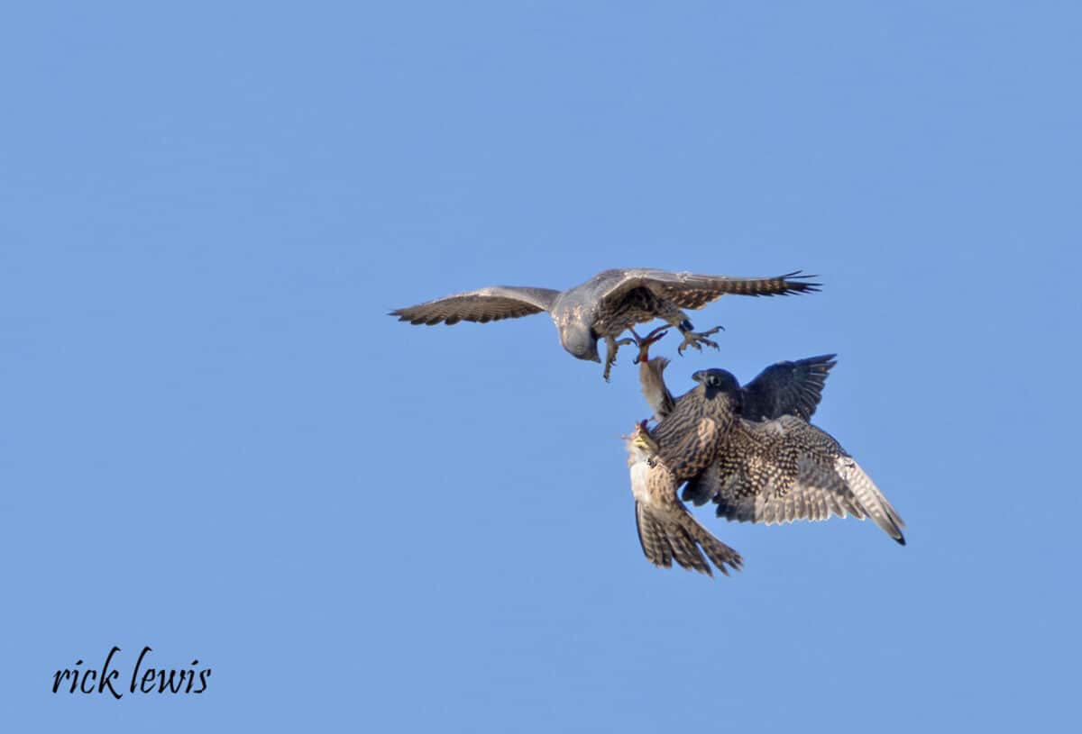 Alameda Post - Two peregrine falcons fly around each other and tap each other with their talons. 