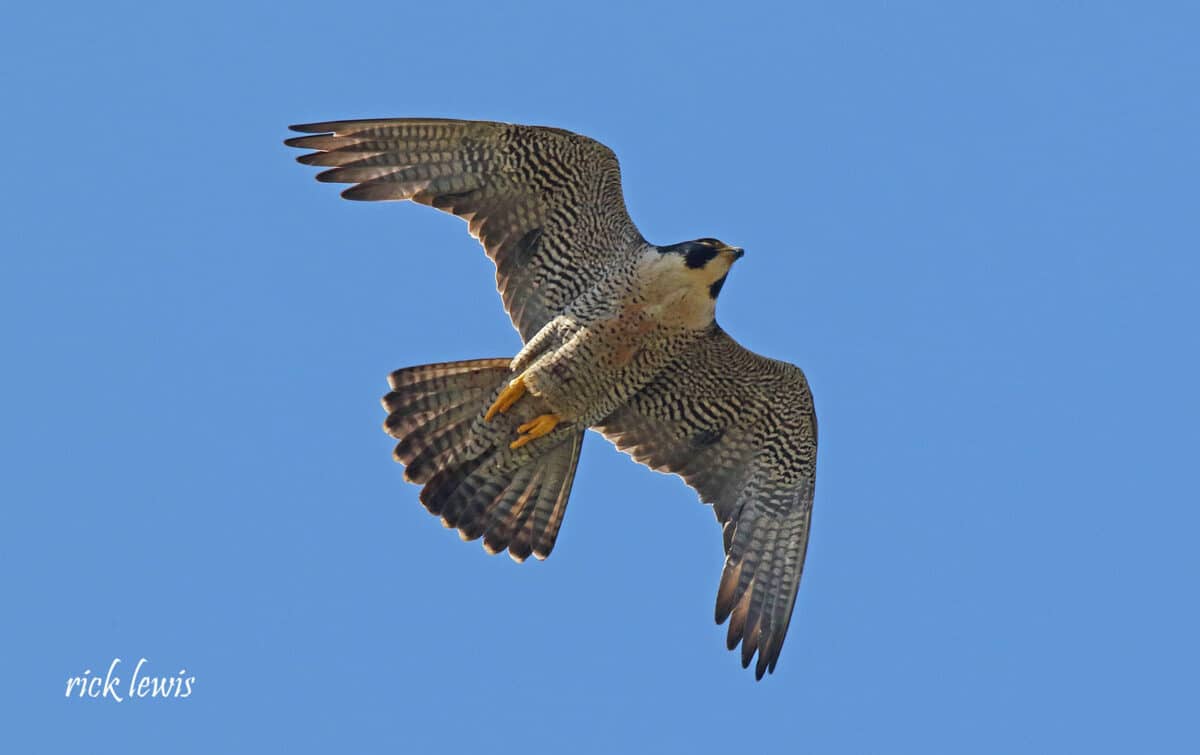 Alameda Post - A peregrine falcon soars in the sky. 