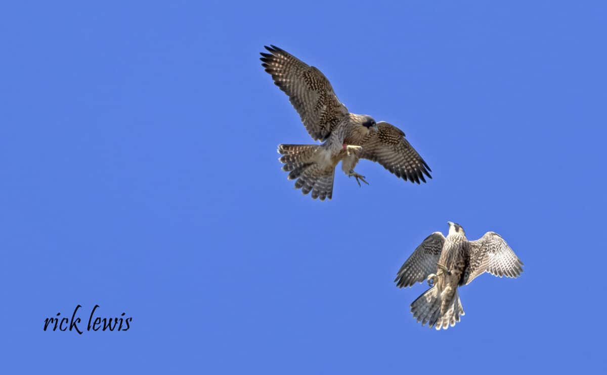 Alameda Post - Two peregrine falcons fly around each other and tap each other with their talons. 