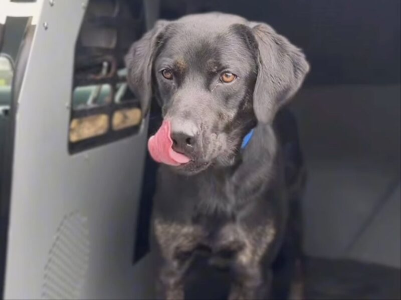 Alameda Post - A black lab stands in a crate or other transport compartment.