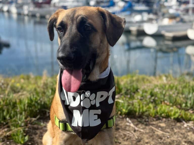 Alameda Post - Milo the Black Mouth Cur mix wears a bandana that says Adopt Me.