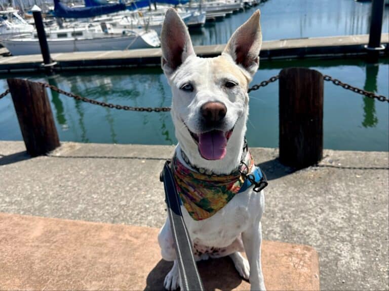 Meet Daisy, an Adventure Buddy With a Sweet Side