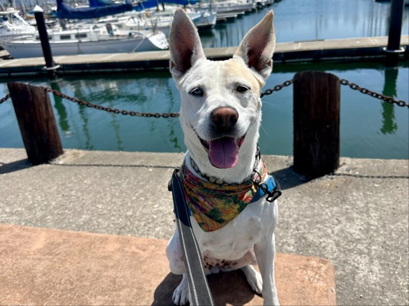 Alameda Post - A photo of Daisy the husky mix on a bench near the water.