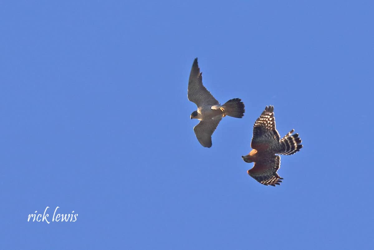 Alameda Post - Two large birds fly around each other in the sky. 