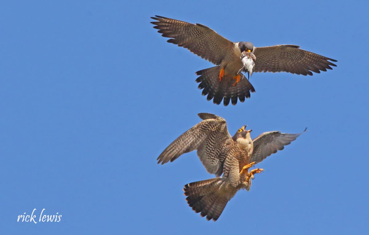 Alameda Post - Two airborne peregrine falcons fight over food. 