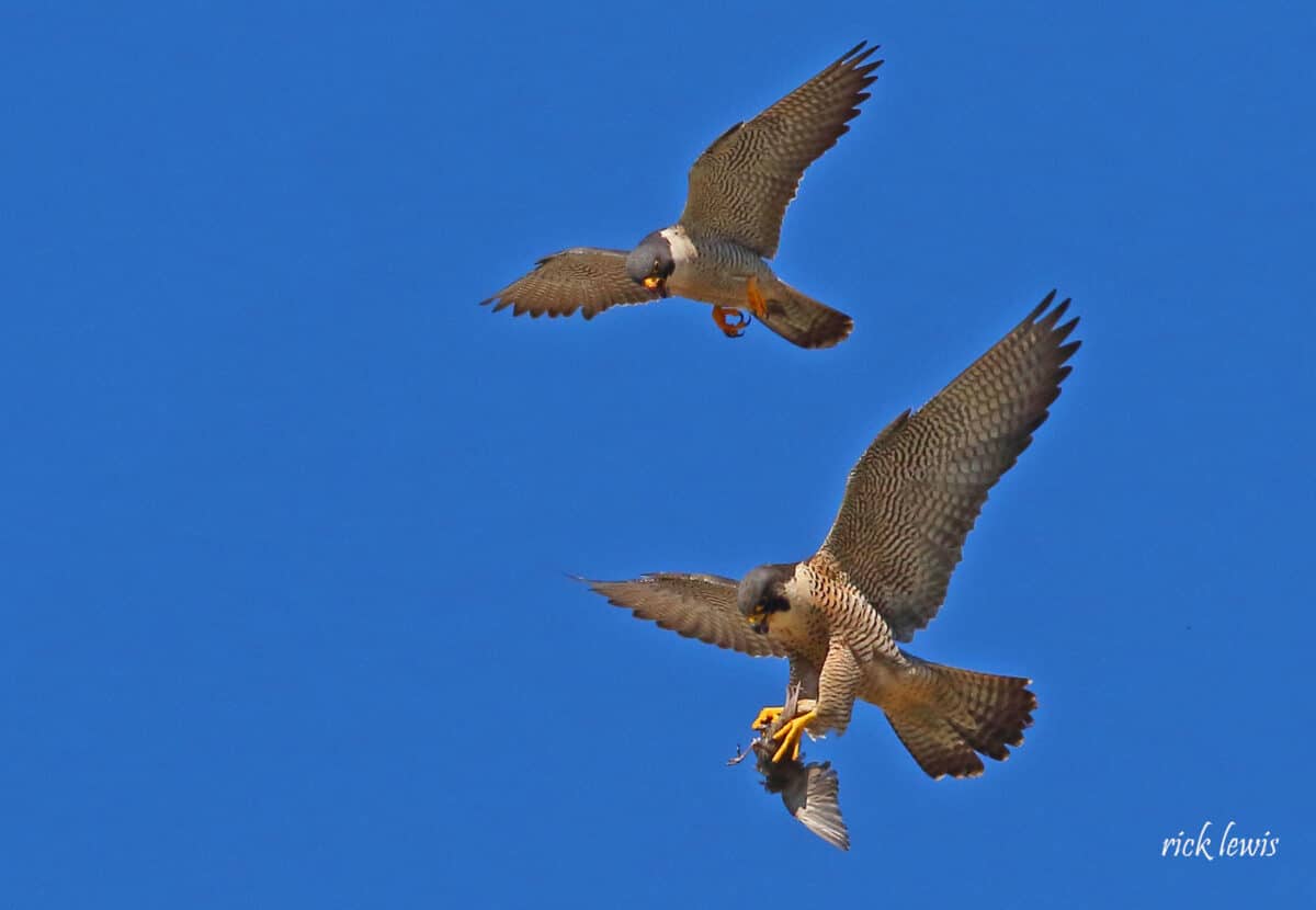 Alameda Post - Two peregrine falcons fly together. One holds a small dead bird.