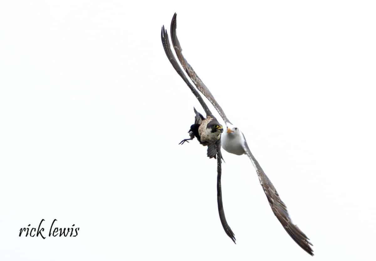 Alameda Post - A seagull follows a falcon closely. The falcon is holding a small black bird.