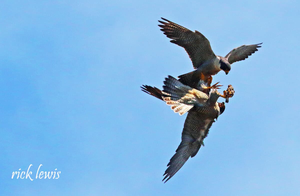 Alameda Post - Two airborne peregrine falcons fight over food. 