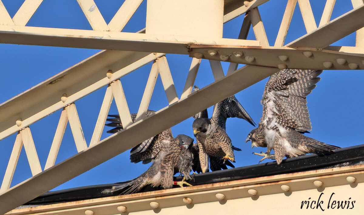 Alameda Post - Three birds of prey scuffle over what appears to be a smaller dead bird.
