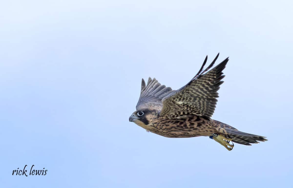 Alameda Post - A young peregrine falcon with a blue tag on its leg.
