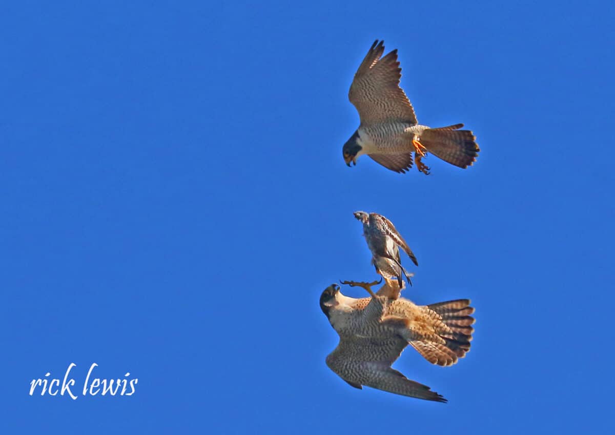 Alameda Post - Two airborne peregrine falcons fight over food. 