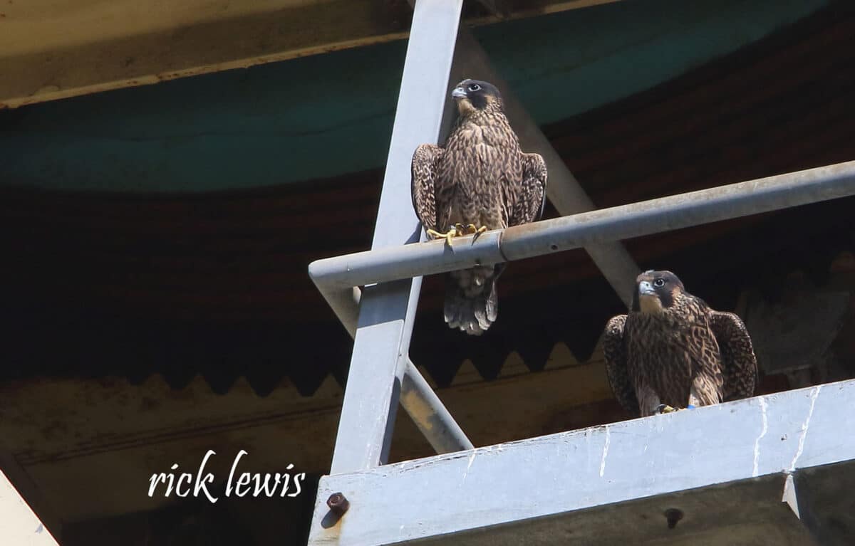 Alameda Post - Two juvenile peregrine falcons sit on a railing. 