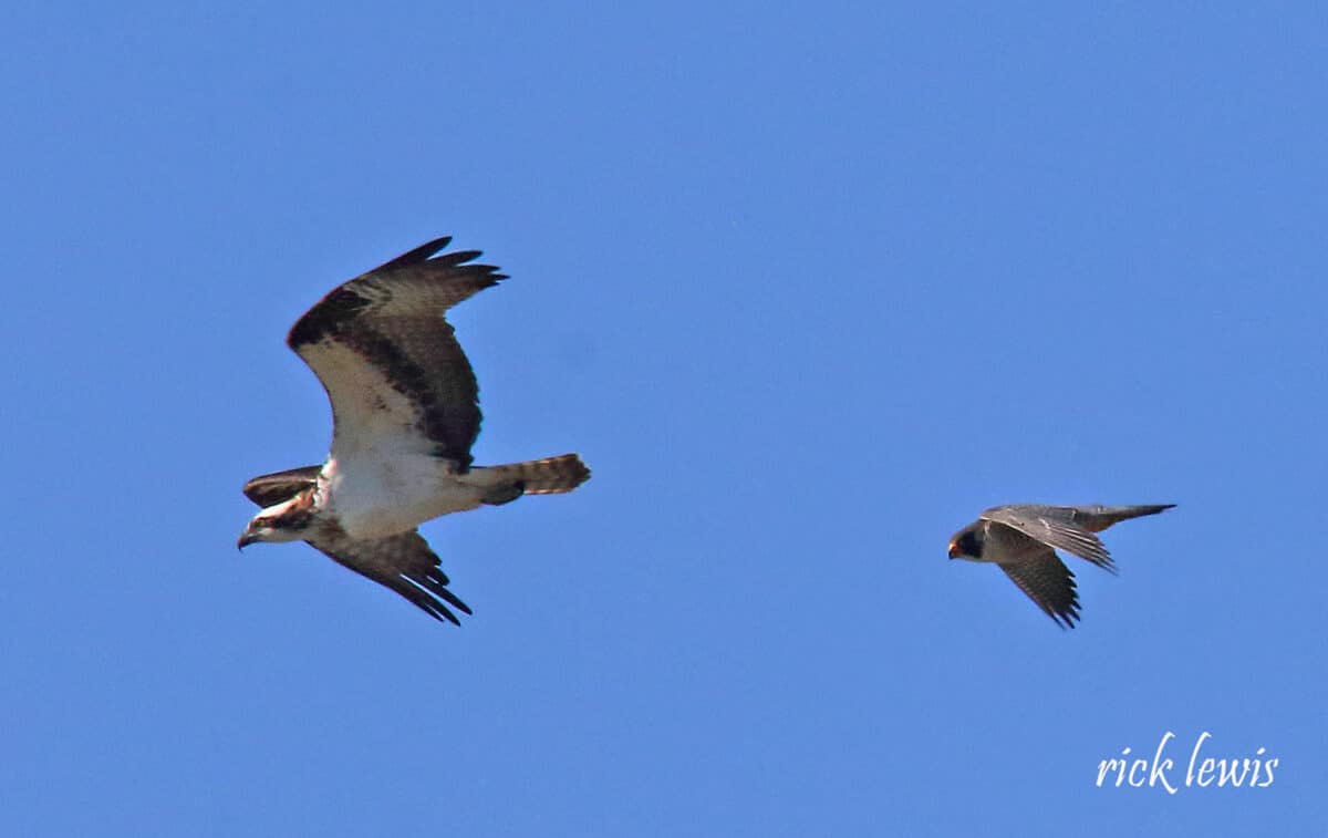 Alameda Post - One bird follows another much larger bird as they fly in the same direction. 