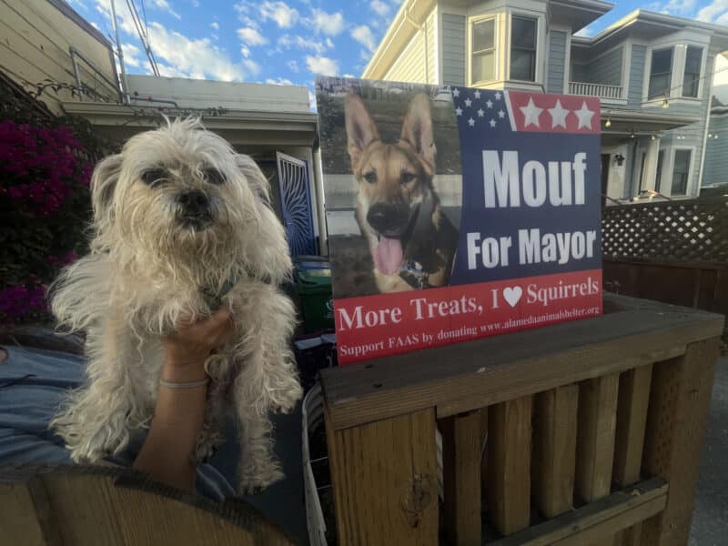 Alameda Post - A white fluffy dog is held up next to a Mouf for Mayor sign.