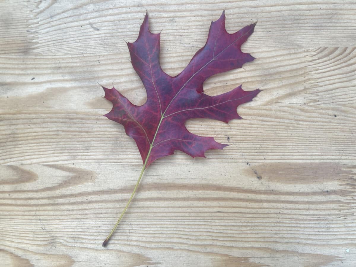 Alameda Post - A red autumn leaf on a piece of wood. 