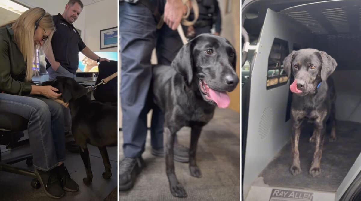 Alameda Post - Three photos of a young black lab, or two different young black labs. They interact with the police department and stand in a crate.