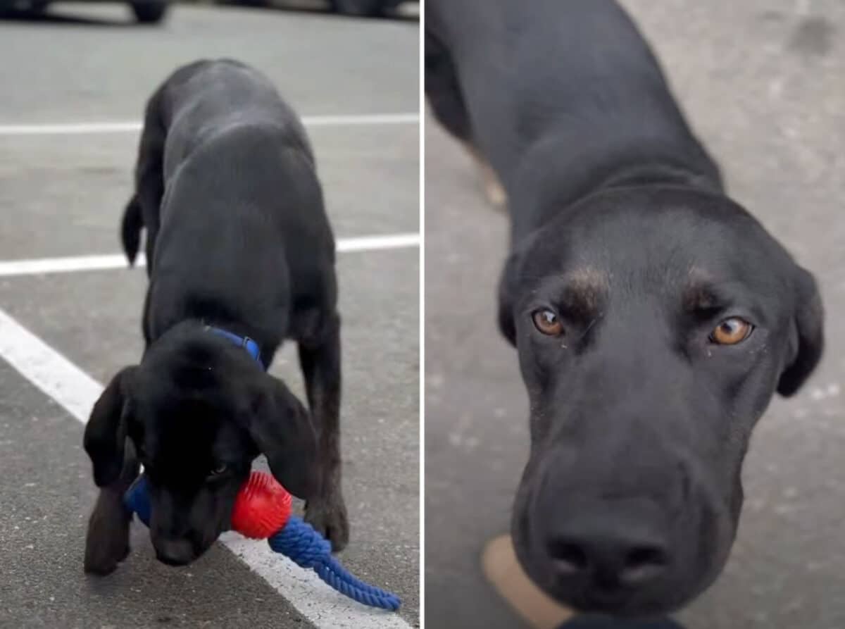 Alameda Post - Two photos of young black labs. In one, they look into the face of the camera holder, and in the other they play with a toy.