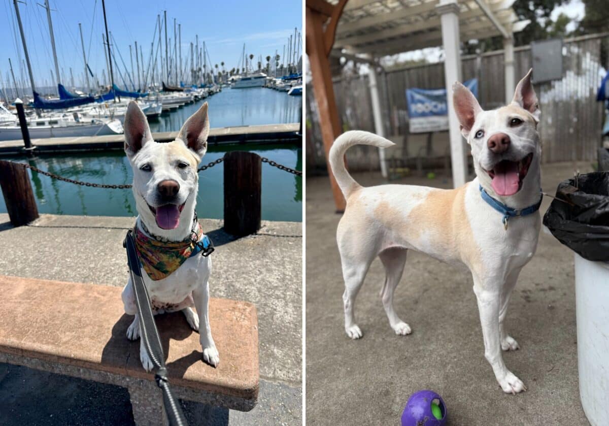Alameda Post - A photo of Daisy the husky mix on a bench near the water. In another photo, daisy stands next to a ball and looks happy.