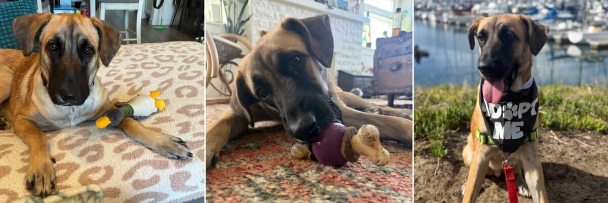 Alameda Post - Photos of Milo the Black Mouth Cur mix.