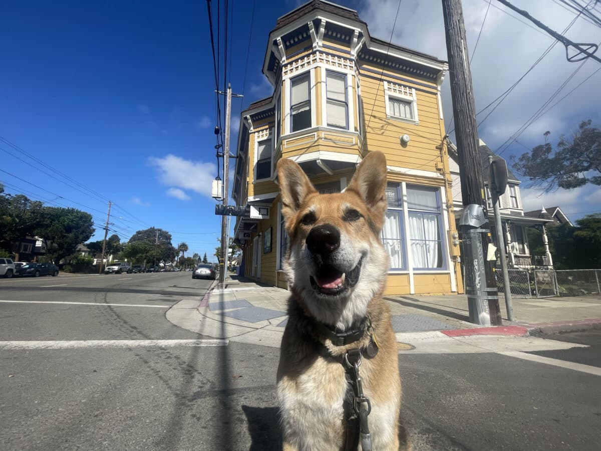 Alameda Post - Mouf the dog in front of the Frank Bette Center for the Arts.