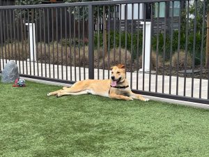 Alameda Post - the dog Tariq lounges in the grass