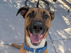 Alameda Post - Moira the brown-and-white Black Mouth Cur mix smiles towards the camera.