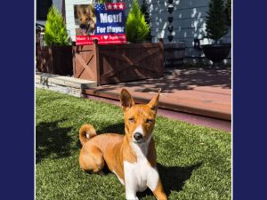 Alameda Post - A basenji lays down in a lawn in front of a Mouf for Mayor sign.