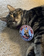 Alameda Post - A tabby cat lays on a carpet with a Mouf for Mayor sticker.