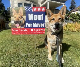Alameda Post - Mouf the Roving Reporter do sits next to a sign that says "Mouf for Mayor with his photo.