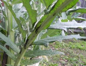 Alameda Post - aphids on the underside of leaves in a garden