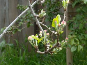 Alameda Post - small pink flowers on an apple tree