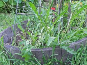 Alameda Post - Arugula growing in a large pot.