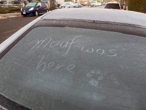 Alameda Post – Bear's-Eye View for December 4, 2022 – someone wrote "Mouf was here" with a paw print in the frost on a car window