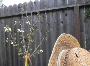 Alameda Post - a tree with small buds