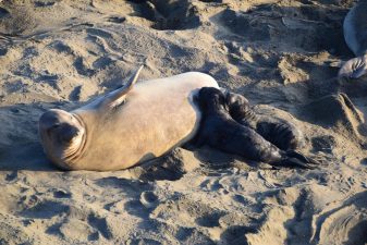 Alameda Post - two baby elephant seals nurse