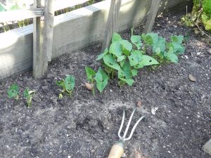 Alameda Post - A garden bed with small green plants and a small tool with three prongs.