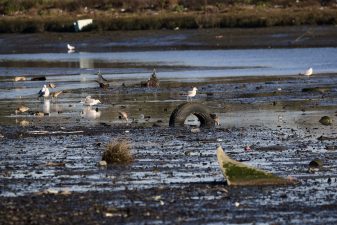 Alameda Post - Marbled Godwits and gulls forage for food in the trash-strewn mudflat near East Creek Slough in San Leandro Bay