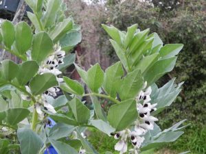 Alameda Post - snow pea flowers on a snow pea plant
