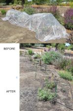 Alameda Post - Vandalism at Monarch Butterfly Garden: destroyed netting and bracing.