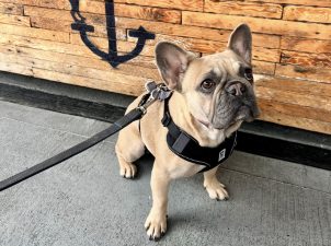 Alameda Post - Valentina the French Bulldog sits in front of the counter at Mosely's Cafe