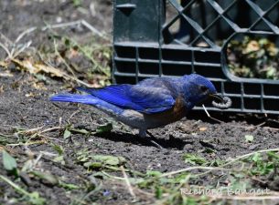 Alameda Post - a bluebird