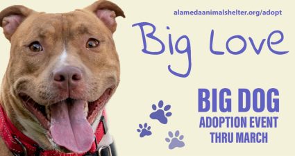 Alameda Post - FAAS Big Love Adoption Event