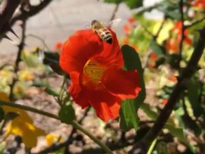 Alameda Post - Birds and the Bees