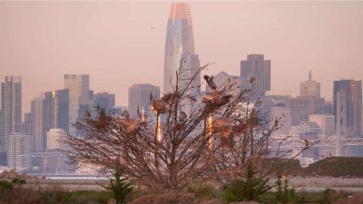 Alameda Post - at sunset, at least 10 herons come home to a nesting tree at Alameda Point. Oakland's skyscrapers and the bridge is in thebackground.