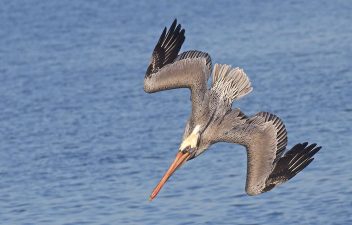 Alameda Post - a pelican swoops towards the water